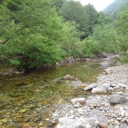 九頭竜川水系でイワナ釣り